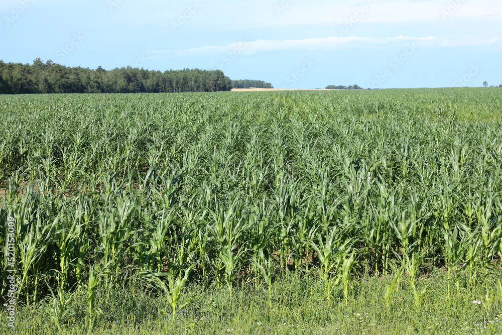 corn field on the background of the forest during the day. summer rural landscape