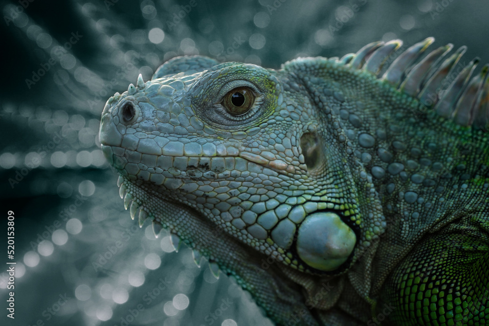 Fototapeta premium iguana on a tree