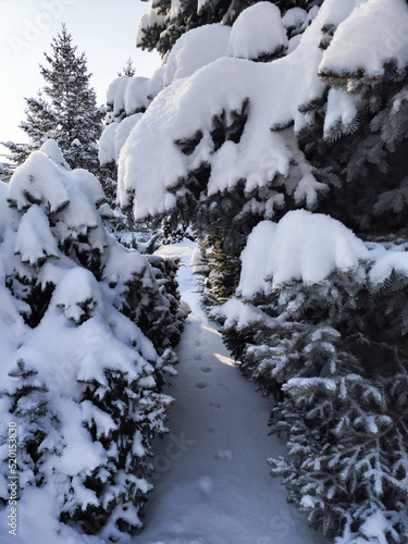 A path with footprints in the snow in a spruce forest. Snow covered trees. Beautiful winter snow background. 