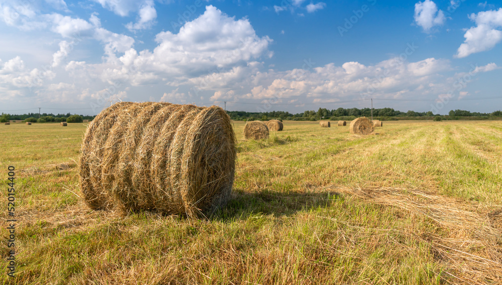 hay in rolls on the field, against the background of a blue sky with clouds