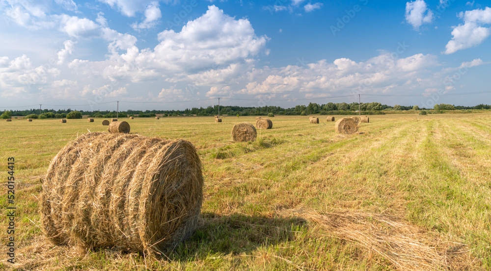 hay in rolls on the field, against the background of a blue sky with clouds