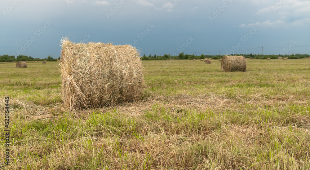 hay in rolls on the field, against the background of a blue sky with clouds