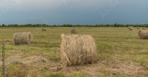 hay in rolls on the field, against the background of a blue sky with clouds © Ruslan Leskov