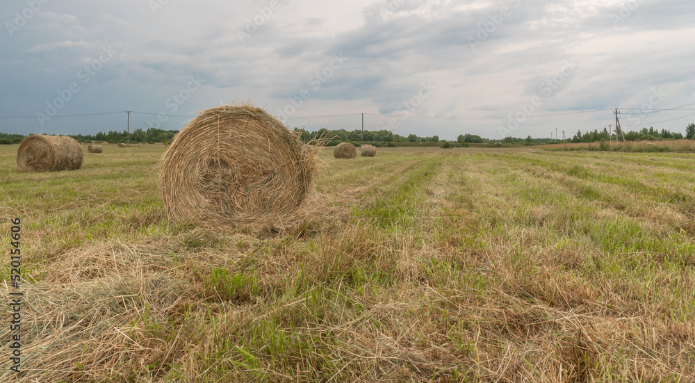 hay in rolls on the field, against the background of a blue sky with clouds hay in rolls on the field, against the background of a blue sky with clouds