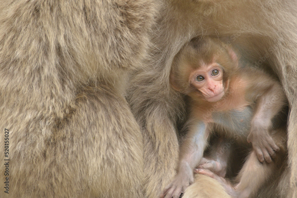 Naklejka premium お母さんのそばで興味津々な猿の赤ちゃん