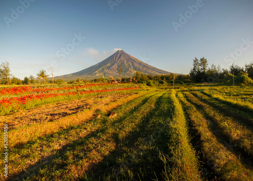 Mayon Volcano with red flower leading line in legazpi city 