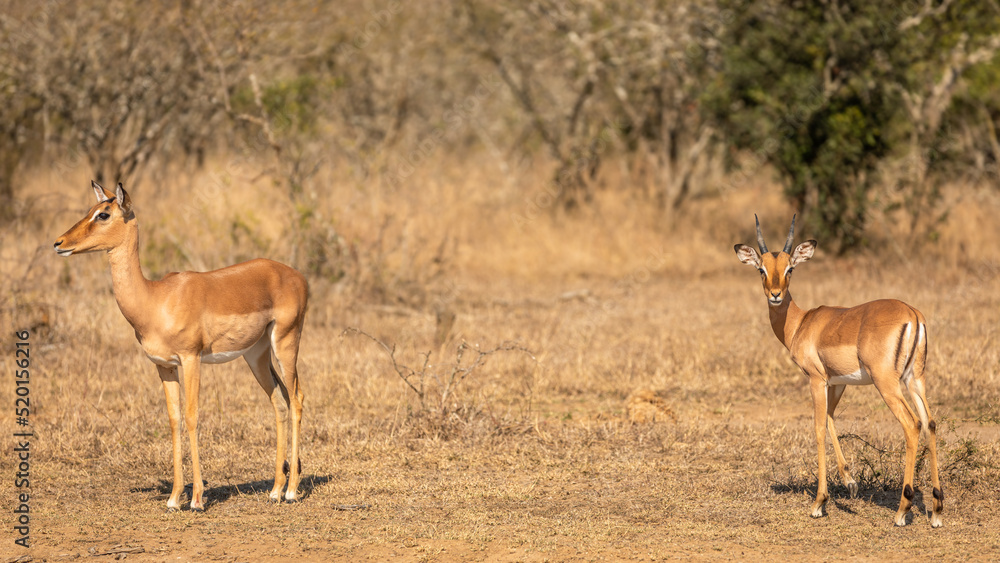 Portrait of a male and female impala (Aepyceros Melampus), Hluhluwe – imfolozi Game Reserve, South Africa. Portrait of a male and female impala (Aepyceros Melampus), Hluhluwe – imfolozi Game Reserve, South Africa.