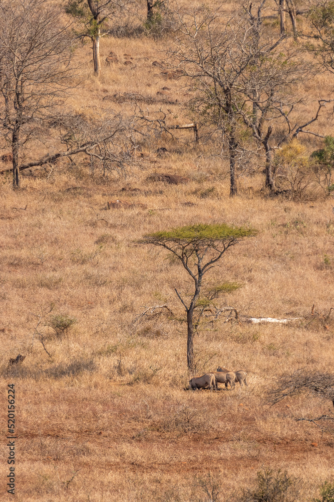 Warthogs (Phacochoerus africanus) eating under a tree, Hluhluwe – imfolozi Game Reserve, South Africa. Warthogs (Phacochoerus africanus) eating under a tree, Hluhluwe – imfolozi Game Reserve, South Africa.