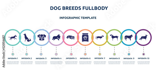 dog breeds fullbody concept infographic design template. included bulterrier, akitas, dog moustache, sheltie, dog sleeping, treat, dachshund, english mastiff, bernese mountain icons and 10 option or