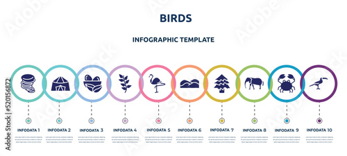birds concept infographic design template. included tornado, jaima tent, nest, herb, flamingo, dunes, spruce, elephants, toucan icons and 10 option or steps.