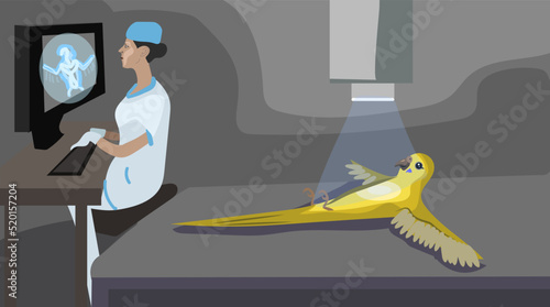 Bird veterinary, budgie bird at  ornithological clinic, x-ray examination