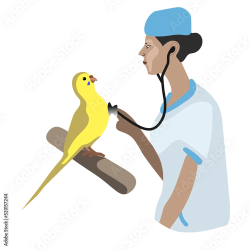 Bird veterinaty, doctor is diagnosing bird photo