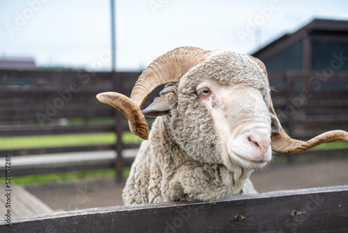 Portrait of a sheep ram in a pen on an eco-farm. Purebred sheep. A ram's head behind a wooden fence.