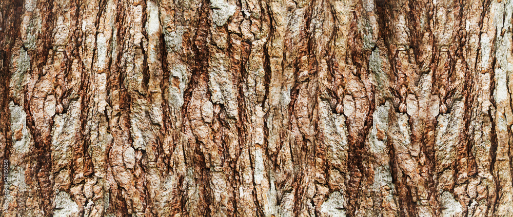 Obraz premium grung brown wood tree bark texture background