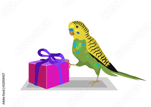 Budgie bird delivers a present, parrot with gift