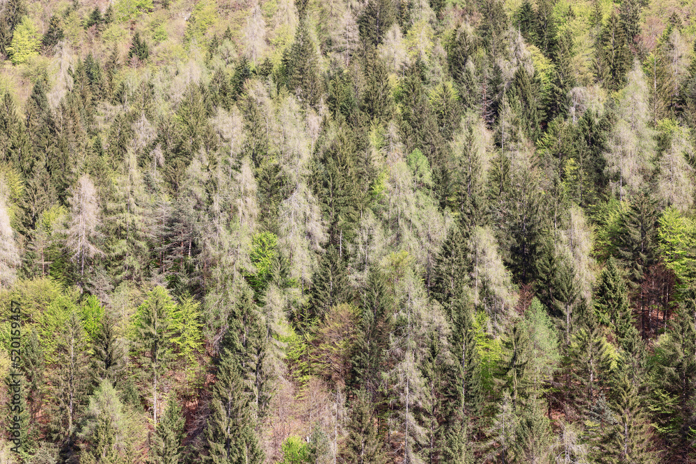 Forest background. Wild deep centuries-old alpine forests Forest background. Wild deep centuries-old alpine forests