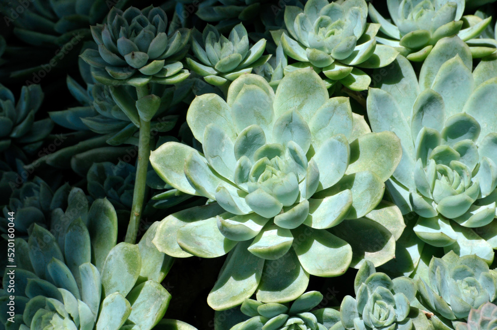 The close-up of succulent plants The close-up of succulent plants
