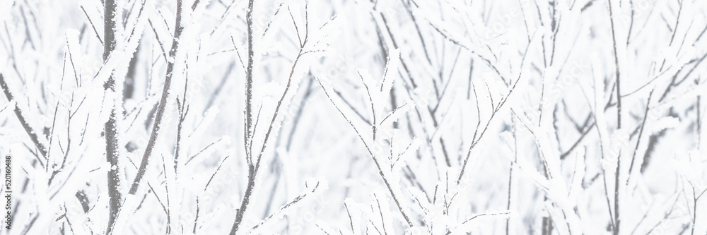 Snow and rime ice on the branches of bushes. Beautiful winter background with trees covered with hoarfrost. Plants in the park are covered with hoar frost. Cold snowy weather. Cool frosting texture. Snow and rime ice on the branches of bushes. Beautiful winter background with trees covered with hoarfrost. Plants in the park are covered with hoar frost. Cold snowy weather. Cool frosting texture.