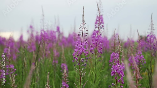 Closeup of pink flower of rosebay willow herb on light green background. High quality FullHD footage photo