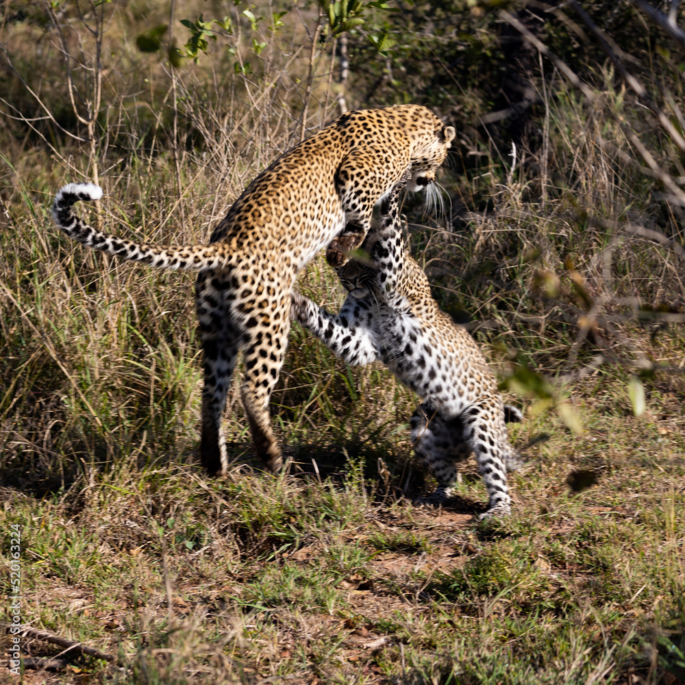 Obraz premium playful leopard cub and mother