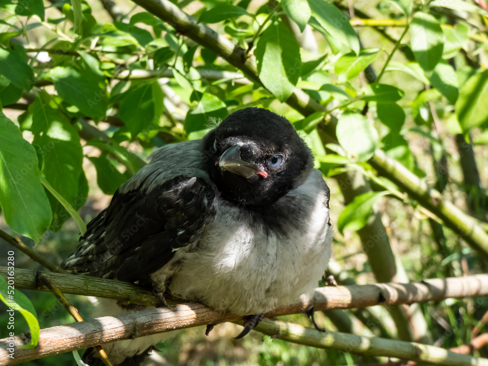 Close-up shot of the juvenile hooded crow (Corvus cornix) with dark plumage with blue and grey eyes sitting on a branch in a tree among green leaves with backlight Close-up shot of the juvenile hooded crow (Corvus cornix) with dark plumage with blue and grey eyes sitting on a branch in a tree among green leaves with backlight