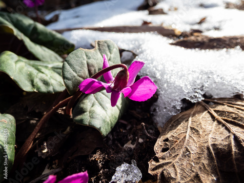 Close-up of the Persian violet, sowbread, Eastern cyclamen, round-leaved cyclamen (Cyclamen coum) with lovely heart-shaped, glossy leaves and small, rosy-purple flowers in spring photo