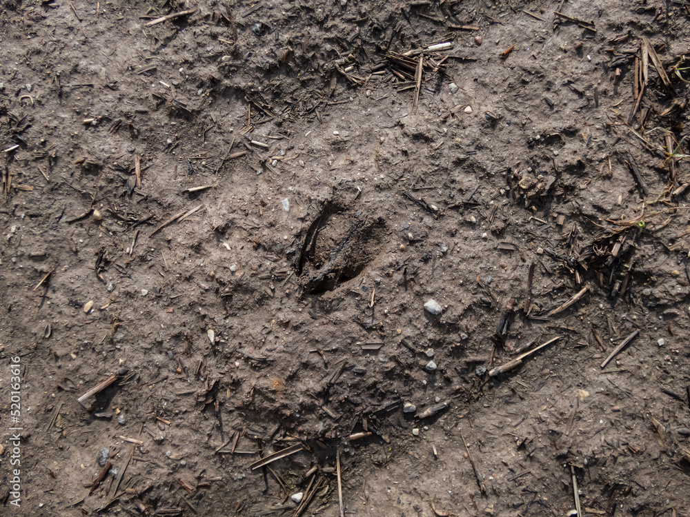 Close-up of footprints of roe deer (Capreolus capreolus) in deep and wet mud in the ground. Tracks of animals on a walking trail in the countryside in sunlight Close-up of footprints of roe deer (Capreolus capreolus) in deep and wet mud in the ground. Tracks of animals on a walking trail in the countryside in sunlight
