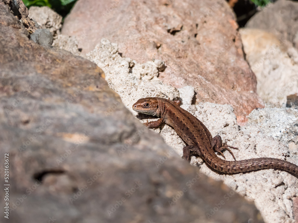 Young Viviparous lizard or common lizard (Zootoca vivipara) sunbathing in the brigth sun on the vertical rock wall in the garden in spring Young Viviparous lizard or common lizard (Zootoca vivipara) sunbathing in the brigth sun on the vertical rock wall in the garden in spring