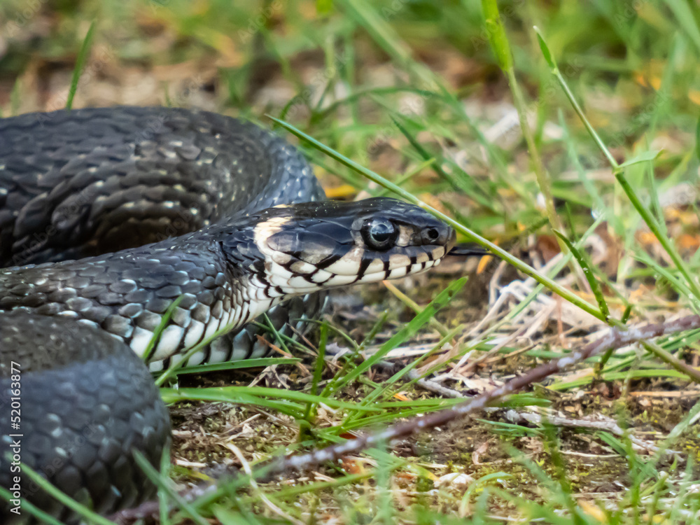 Close-up shot of Black grass snake (Natrix natrix) on the ground in summer. Eurasian non-venomous snake showing the yellow collar Close-up shot of Black grass snake (Natrix natrix) on the ground in summer. Eurasian non-venomous snake showing the yellow collar