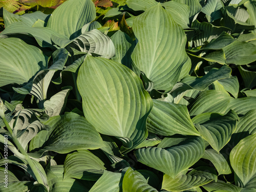 Wallpaper Mural Large to giant hosta (hybrid of Hosta nigrescens) 'Krossa Regal' with smooth, thick, widely-veined, blue to gray leaves that have slightly wavy margins growing in the garden Torontodigital.ca