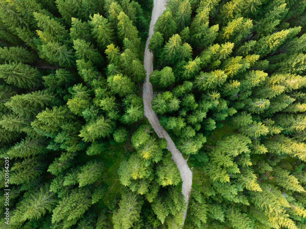 View from above, stunning aerial view of a beautiful mountain forest with a dirt road in the middle. Dolomites, Italy.