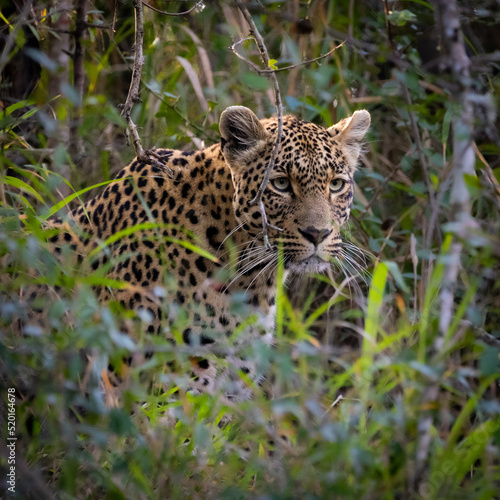 leopard roaming freely in the wild of Africa