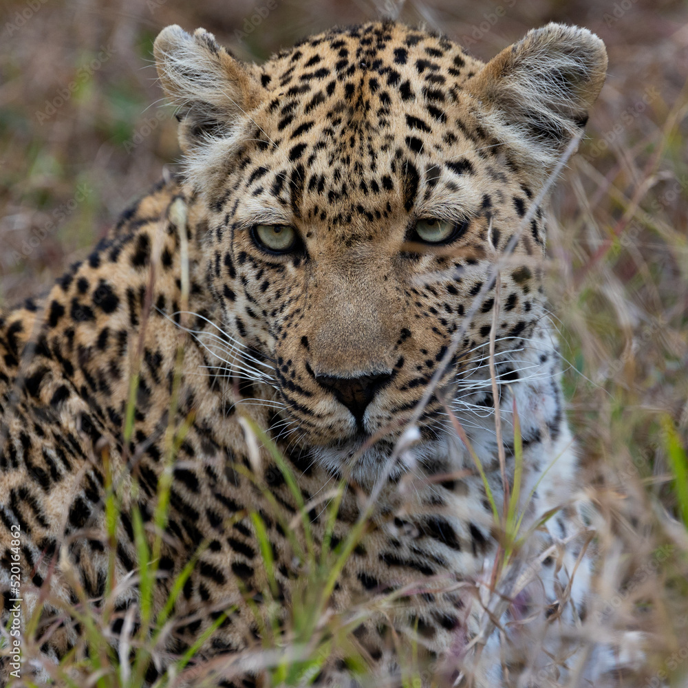Leopardess was seen on an African safari Leopardess was seen on an African safari