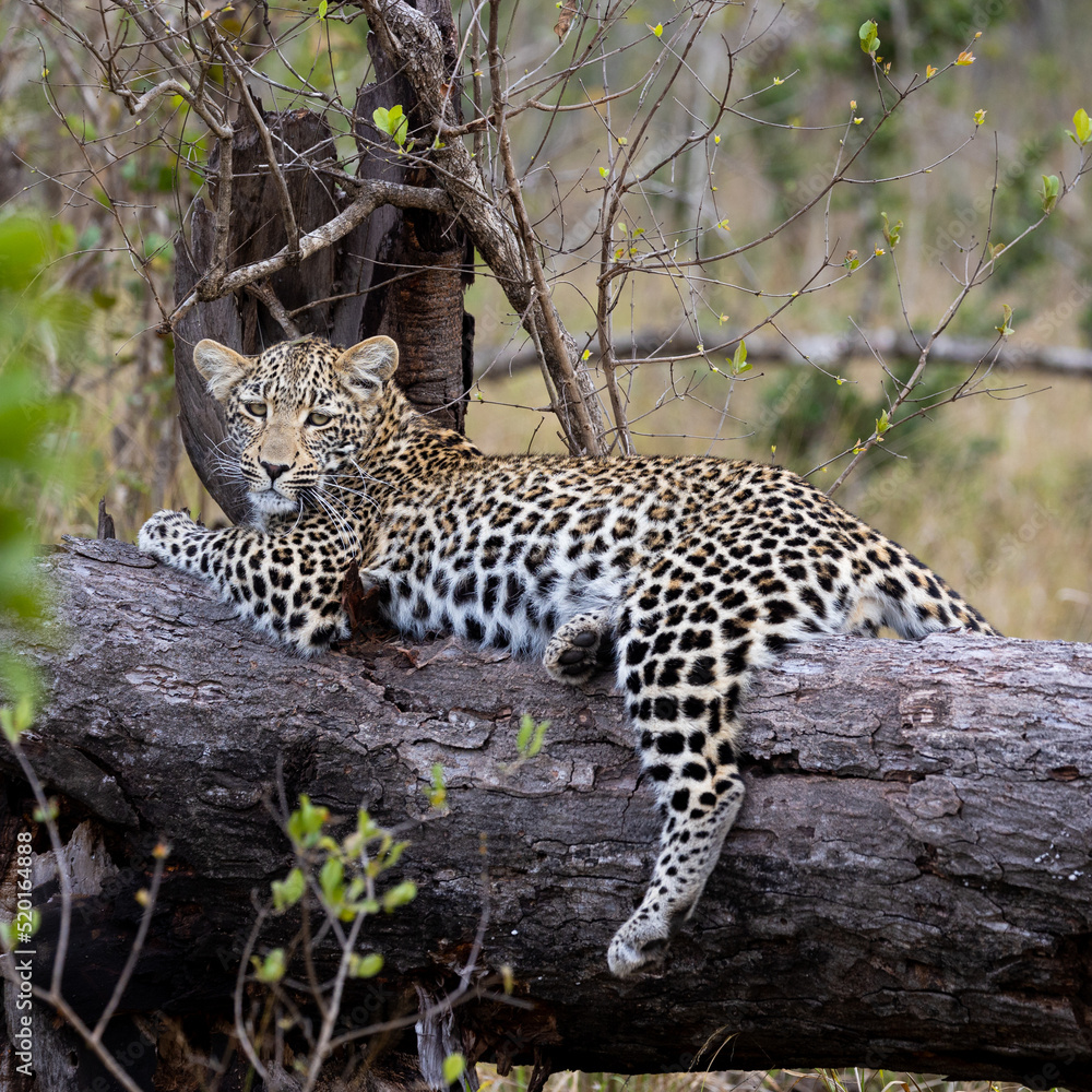 Fototapeta premium Young leopard cub resting on a dead tree