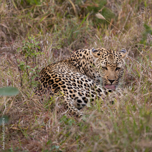 Leopardess was seen on an African safari