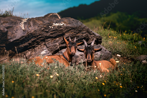 Goats in the meadow