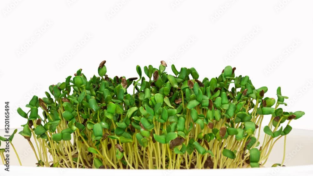 time interval. Flax seeds germinate. Microgreens, growing seedlings at home. Farm products, healthy food. Organic food. time interval. Flax seeds germinate. Microgreens, growing seedlings at home. Farm products, healthy food. Organic food.