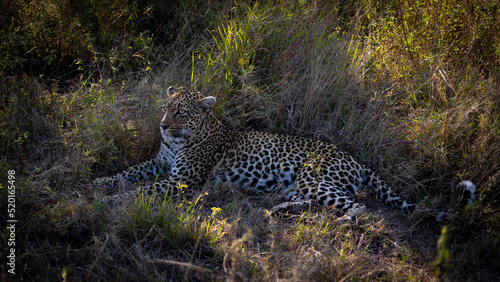 Leopardess was seen on an African safari