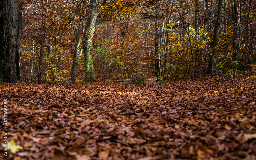 beautiful moments in the autumn forest