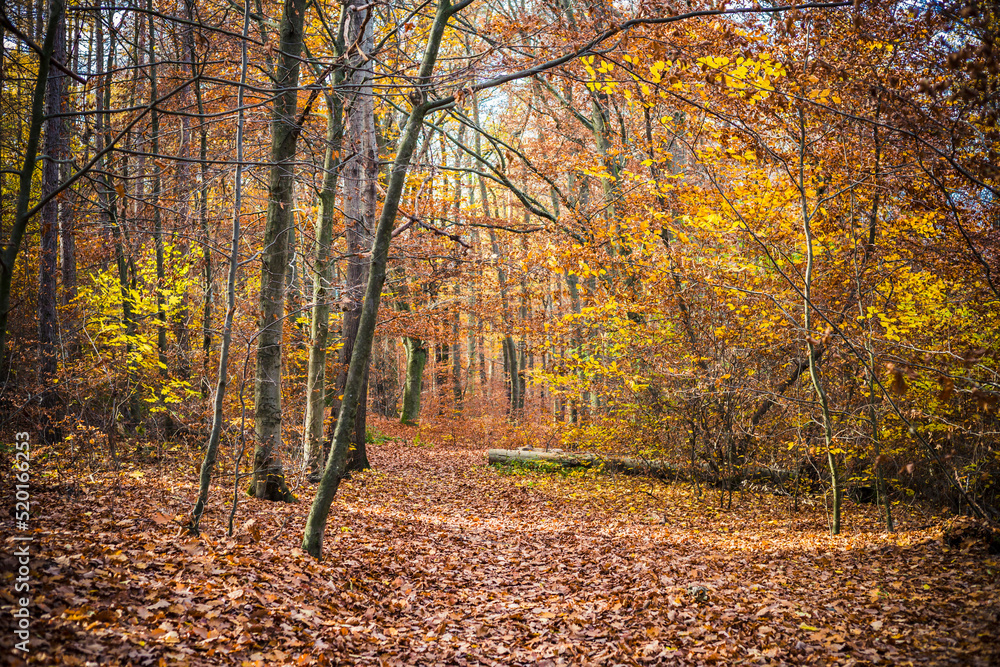 Obraz premium beautiful moments in the autumn forest