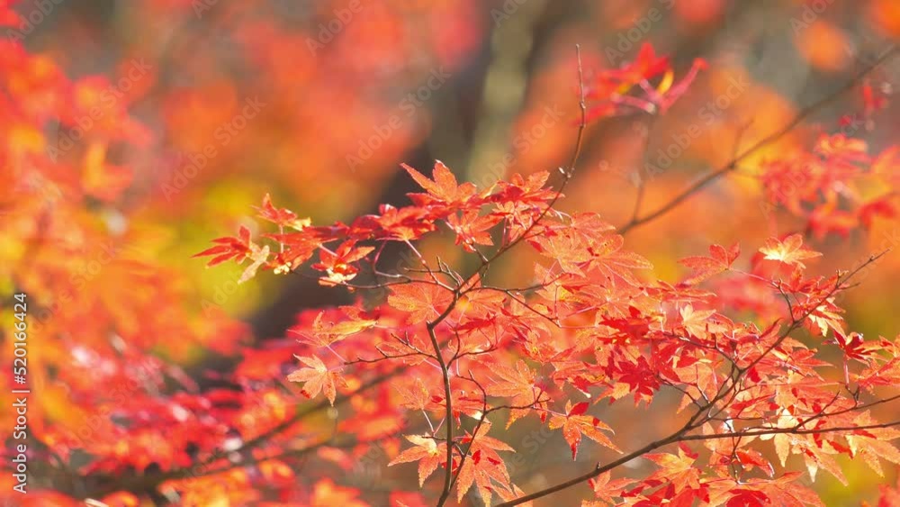 Beautifully colored, red maple leaves in autumn sky
Beautifully colored, red maple leaves in autumn sky