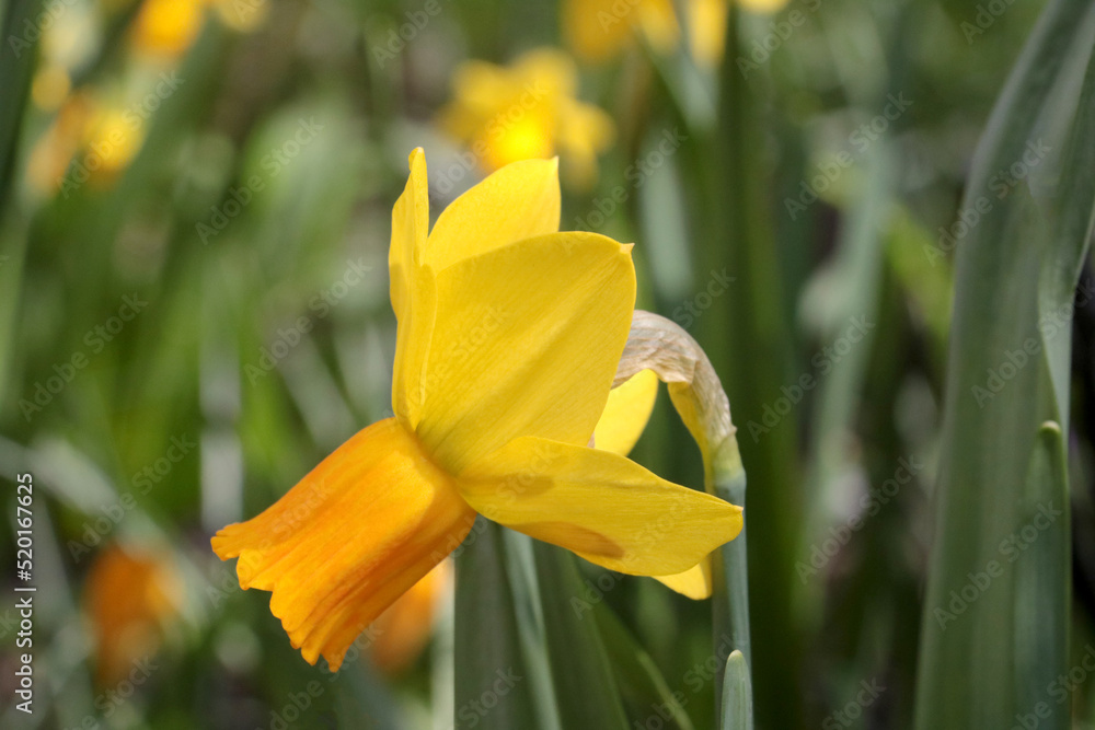 Fototapeta premium Close-up of a blooming yellow daffodil in the park.