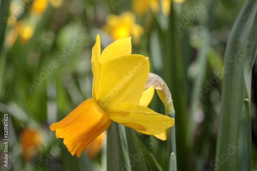 Close-up of a blooming yellow daffodil in the park.