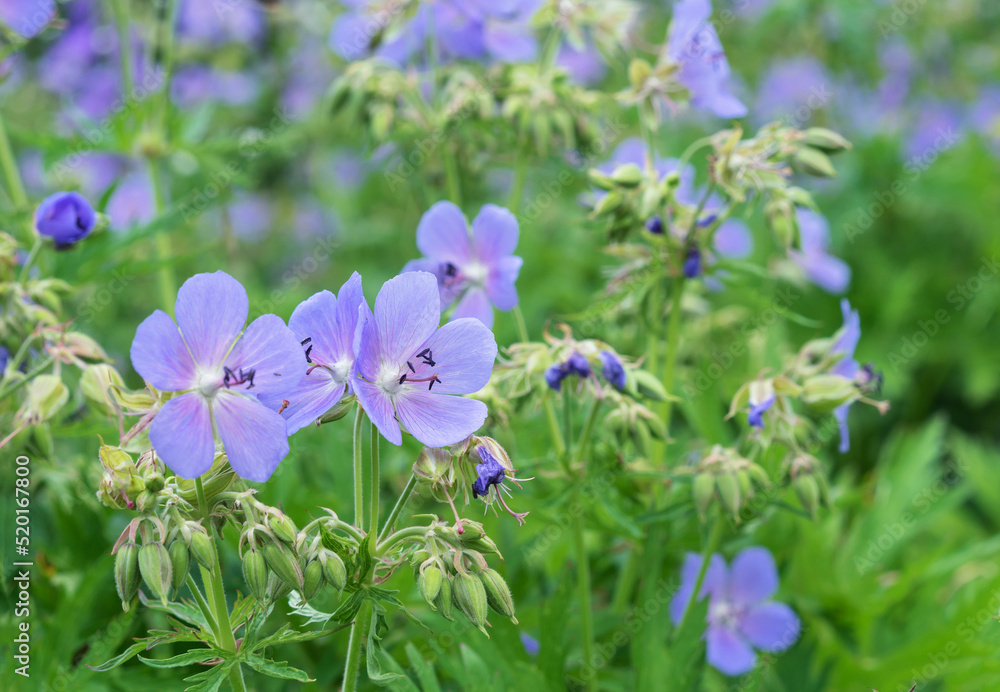 Flowers of meadow cranesbill or meadow geranium, Geranium pratense. Flowers of meadow cranesbill or meadow geranium, Geranium pratense.