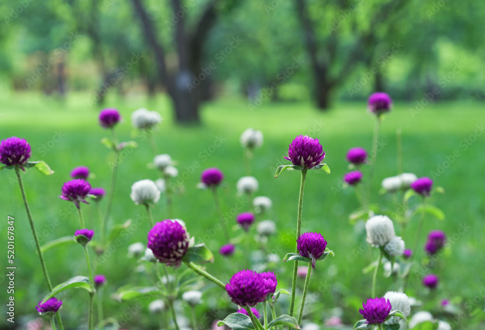 Gomphrena globosa flowers blooming in spring season. Amaranth, Makhmali and Vadamalli. Purple flowers in the garden. Gomphrena globosa flowers blooming in spring season. Amaranth, Makhmali and Vadamalli. Purple flowers in the garden.