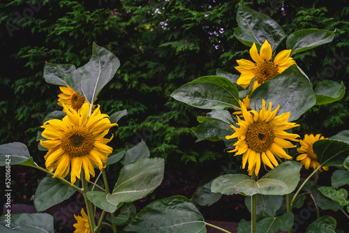 Sunflower heads opening in an English garden
