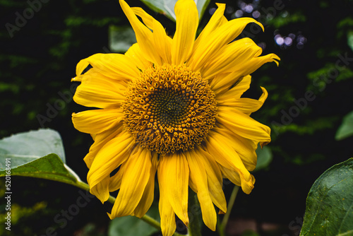 Sunflower heads opening in an English garden