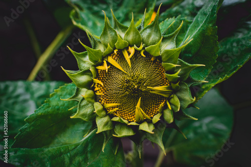 Sunflower heads opening in an English garden