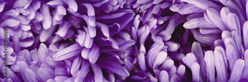 Violet aster flower closeup chrysanthemum type. Rich petals purple flower head full frame background banner. In bloom © taniasv