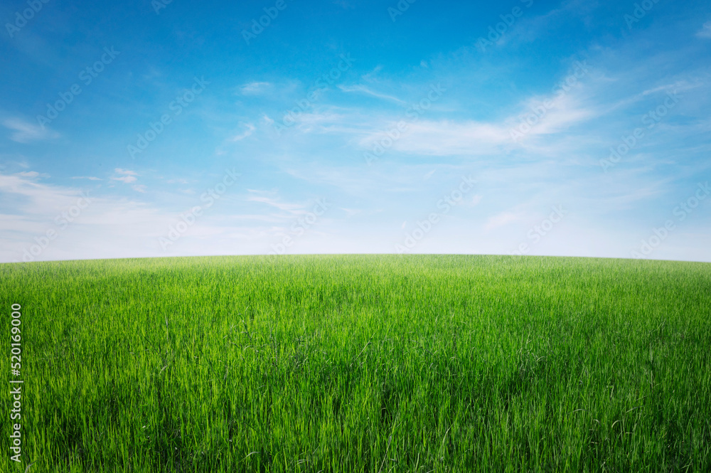 green grass field with blue sky ad white cloud. nature landscape background